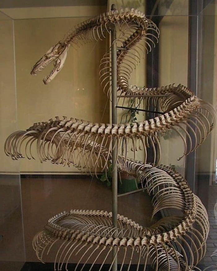 "Szkielet titanoboa"