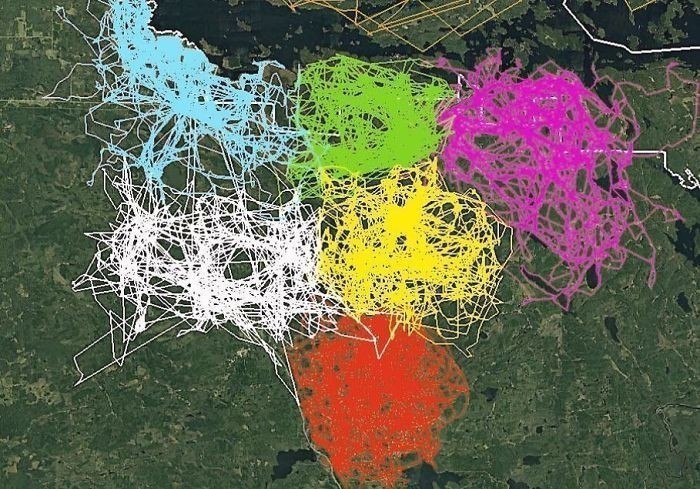 Mapa ukazująca zapisy z trackerów GPS założonych wilkom z sześciu różnych stad w Parku Narodowym Voyageurs. Widać na niej jak poszczególne stada unikają cudzych terytoriów.