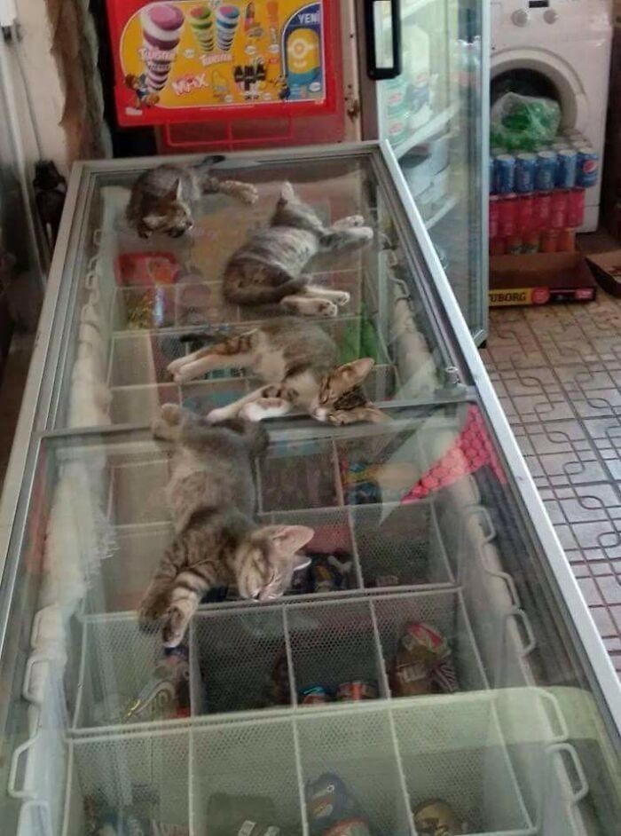 "W Turcji jest dość gorąco, więc ten właściciel sklepu pozwala kotom spać na zamrażarce."
