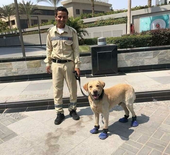 Egipski ochroniarz postanowił założyć swojemu psu buciki, by jego łapy nie poparzyły się na gorącym chodniku.