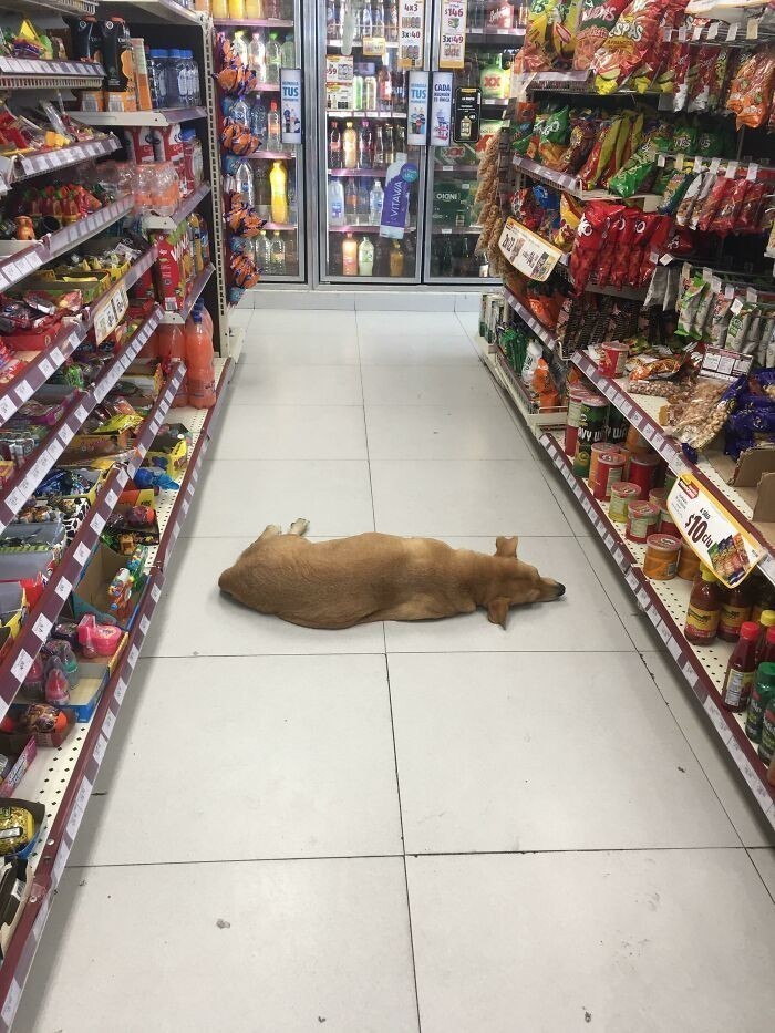 "Mój lokalny sklep wpuszcza psy, by mogły ochłodzić się w trakcie upałów."