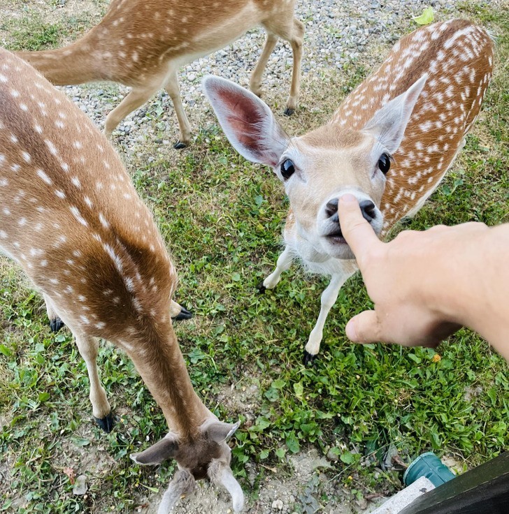 "Trąciłem łanię w nosek."