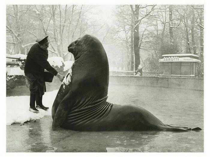 d, 1815-kilogramowy samiec mirungi podczas kąpieli w Berlińskim zoo, 1930