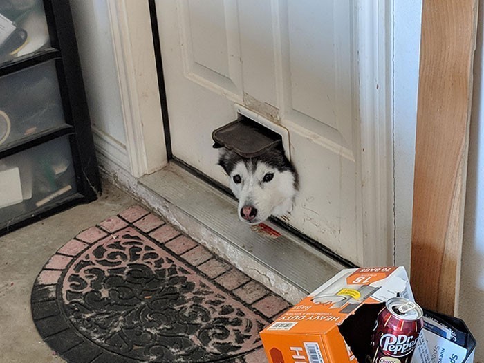 "Husky sąsiada lubi sprawdzać co dzieje się w naszym garażu."