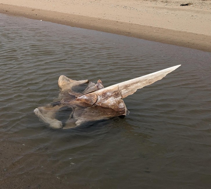 "Czaszka wieloryba na plaży"