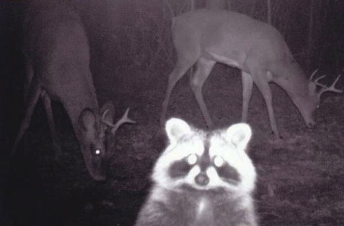 #7 Szop robiący fotobombing