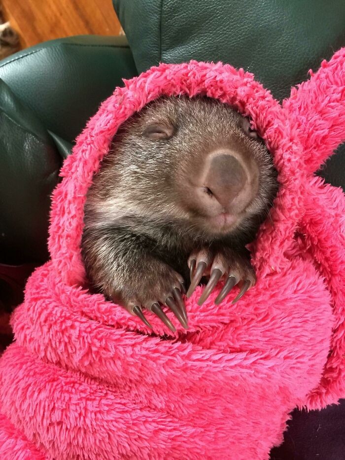#10 Szczęśliwy, śpiący mały wombat