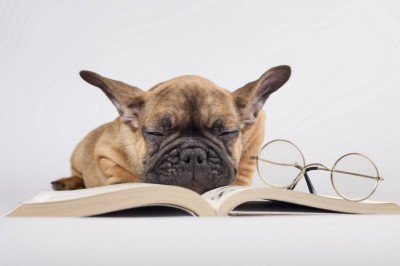 10 naukowych faktów o naszych psach. 7 sama będziesz chciała sprawdzić! 