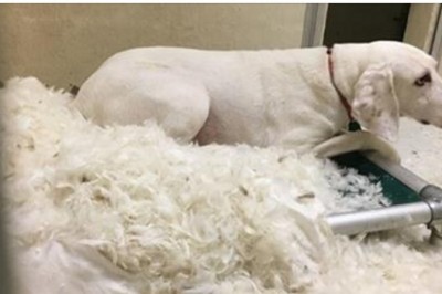 11 razy uciekał od właścicieli i wracał do schroniska! Wtedy zrozumieli, że chce im powiedzieć coś ważnego!