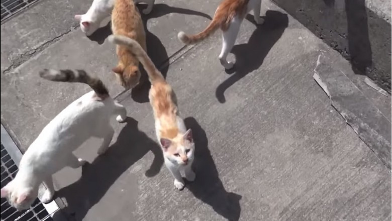 15 mieszkańców i ponad 100 kotów! Zobacz japońską kocią wyspę! 