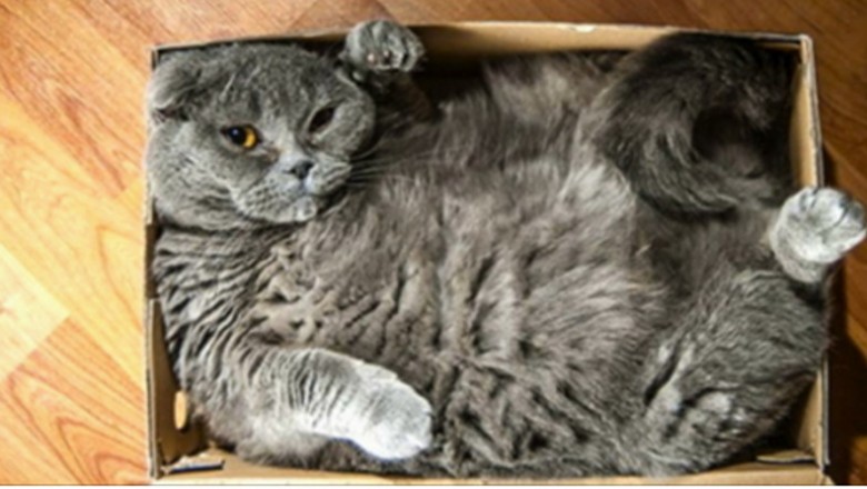 16 kotów które nie chcą zaakceptować tego, że pudełko jest za małe! 7 wygląda jak z gumy! 