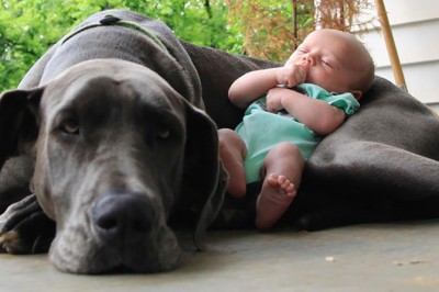 20 zdjęć które pokazują bezwarunkową miłość psów do dzieci! 4 zupełnie mnie rozczuliło! 