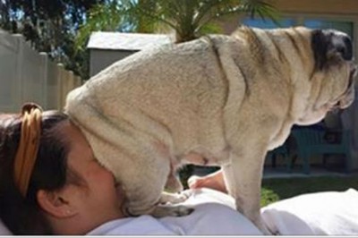 25 zdjęć psów które nie mają pojęcia co to przestrzeń osobista ich człowieka! Nr 9 zna każdy!