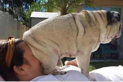 25 zdjęć psów które nie wiedzą co to przestrzeń osobista ich człowieka! Nr 9 zna każdy! 