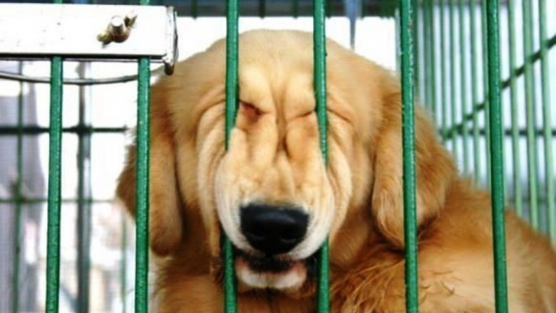28 psów które  pożałowały swoich decyzji! One też nie lubią poniedziałków! 