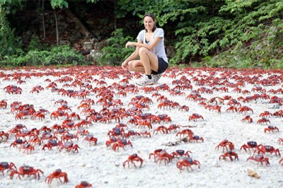50 milionów czerwonych krabów paraliżuje życie na Wyspach Bożego Narodzenia! Spektakl natury! 