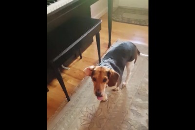 Adoptowali porzuconego psa ze schroniska! Po kilku dniach nie mogli uwierzyć w jego ukryty talent! 