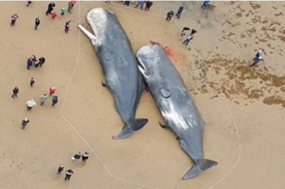 Badacze byli w szoku widząc co znaleźli w żołądkach martwych wielorybów na plaży! Ciężko uwierzyć! 