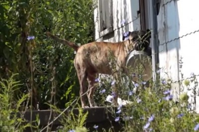 Bezdomny pies nosił swoją miskę w pysku w nadziei, że ktoś w końcu go nakarmi! W końcu znalazł