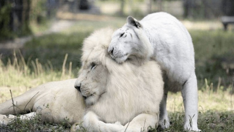 Biały lew i biała tygrysica doczekali się potomków! Teraz zobacz jak piękne kociaki przyszły na świat! 