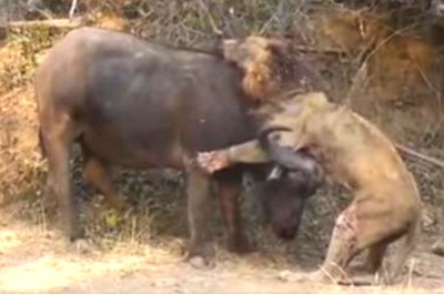 Brutalna walka o życie! Lew zaatakował olbrzymiego bawoła ale nadział się na jego ostre rogi!