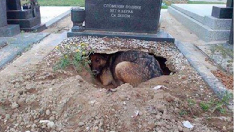 Byli przekonani, że pies wykopał dziurę w grobie ukochanego właściciela! Prawda była o wiele bardziej zaskakująca!