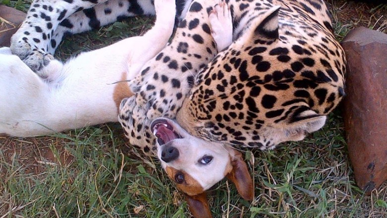 Byłam przekonana, że jaguar zagryzł tego psa! Dopiero patrząc z bliska zrozumiałam co się dzieje! 