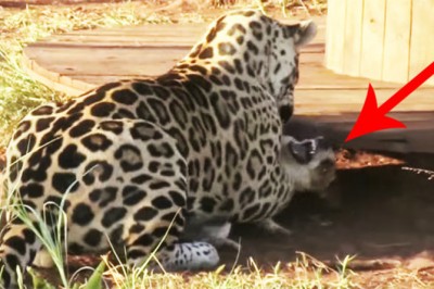 Byłam przekonana, że jaguar zagryzł tego psa! Jednak przyjrzałam się bliżej i uświadomiłam sobie TO!