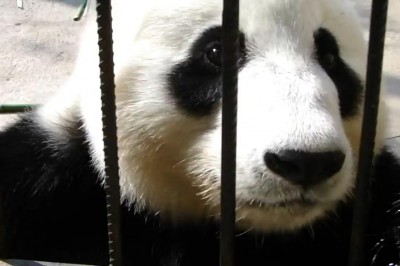 Chcesz mnie nagrywać to przynieś jedzenie! Panda jasno daje znać, że nici z wywiadu! 