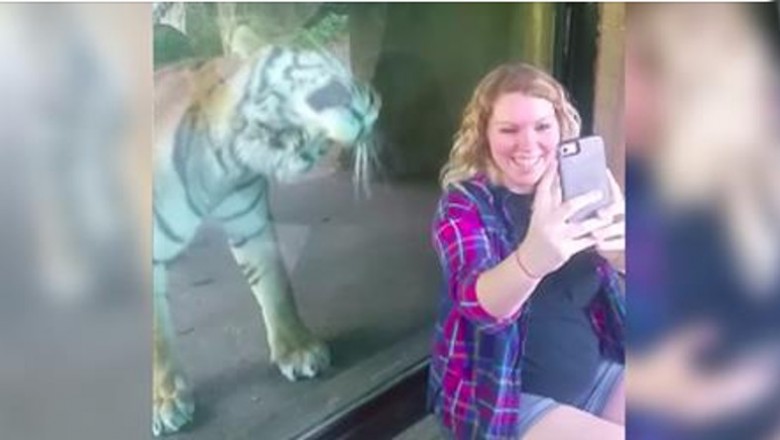 Chciała zrobić sobie zdjęcie z tygrysem! Reakcja drapieżnika na jej ciężarny brzuch bardzo ją zaskoczyłą! 