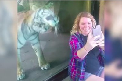 Chciała zrobić sobie zdjęcie z tygrysem! Reakcja drapieżnika na jej ciężarny brzuch bardzo ją zaskoczyłą! 