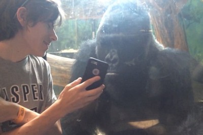 Chłopak pokazał swój telefon gorylowi w zoo. Jego reakcja wprawiła w osłupienie.