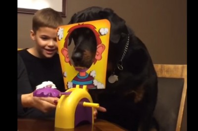 Chłopiec sadza psa przed popularną zabawką! Gdy naciska guzik reakcja zwierzaka jest bezbłędna!