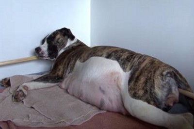 Ciężarna suczka skrywała w brzuchu wielki sekret! Gdy przyszedł na świat pierwszy maluch zamarłam!