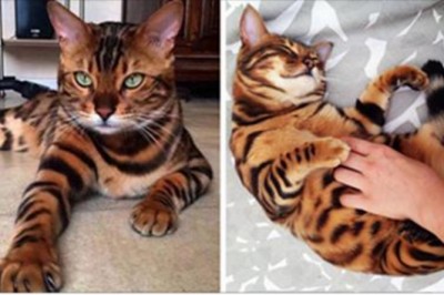 Ciężko uwierzyć, że jego sierść jest naturalna! Poznaj Thora, kota z niesamowitym umaszczeniem!