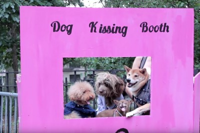 Co się wydarzy gdy psy otworzą budkę z pocałunkami? Ten materiał niesamowicie wzrusza.