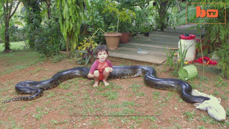 Co za bydle! Gigantyczna anakonda schwytana po tym jak zjadła psa na podwórku sąsiadów! 