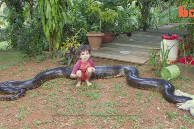 Co za bydle! Gigantyczna anakonda schwytana po tym jak zjadła psa na podwórku sąsiadów! 