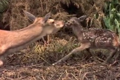 Cud narodzin uchwycony kamerą! Leśniczy nagrał łanię wydającą na świta małego jelonka! 