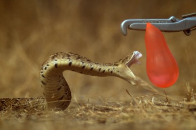 Dlatego ukąszenia węzą są tak zabójcze! Atak jadowitej żmii uchwycony w zwolnionym tempie! 