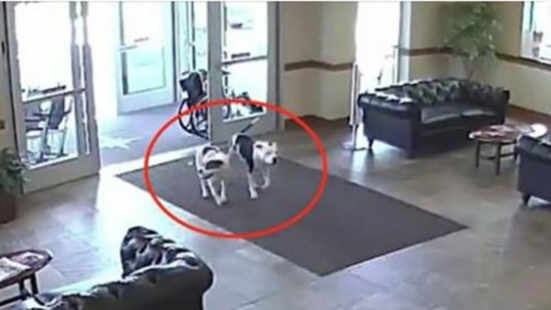 Do szpitala wchodzą dwa pitbulle przez automatyczne drzwi! Ich zachowanie zaskoczyło personel! 