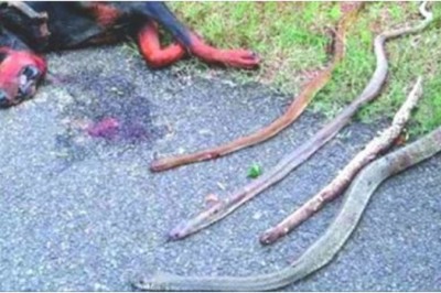 Doberman oddał życie walcząc z czterema wężami kobra żeby obronić swoją ludzką rodzinę! Bohater!