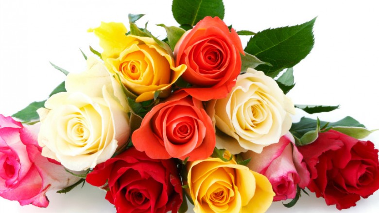 Dowiedz się co symbolizują kolory róż - każdy z nich to inna wiadomość! Przyda się przed Walentynkami! 