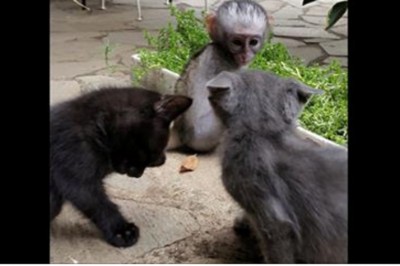Dwa kociaki podeszły do samotnej porzuconej małej małpki! Dzięki nim uczy się co to prawdziwa miłość!