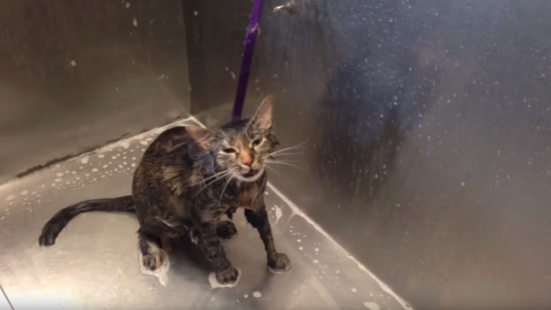 Dziewczyna wsadziła kota pod prysznic, Kiedy usłyszałam jego reakcje nie mogłam uwierzyć. 