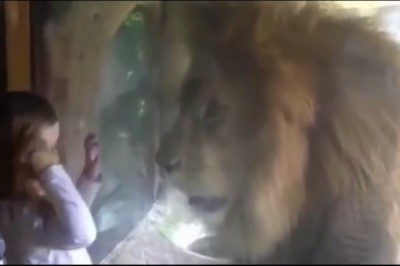 Dziewczynka przesyła buziaka ogromnemu lwu! Reakcją zwierzęcia dala nauczkę całej rodzinie!