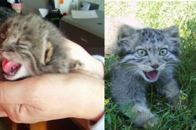 Farmer znalazł te śliczne kociaki w swoim ogrodzie! Teraz zobacz co z nich wyrosło dzięki ludzkiej opiece! 