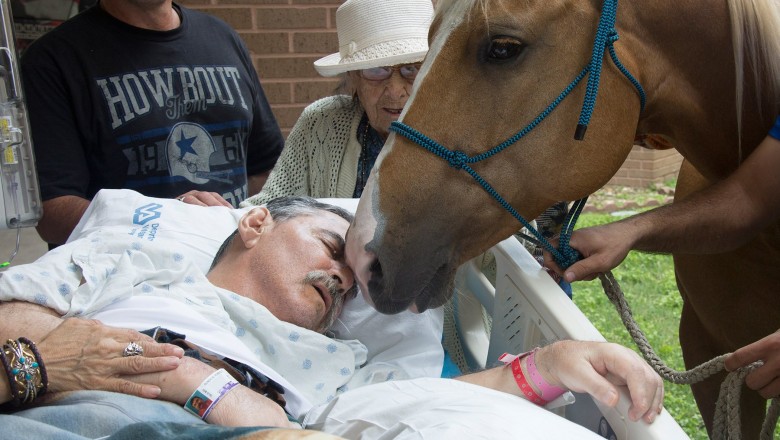 Gdy dotknął go koń, otworzył oczy! Umierający weteran żegna się ze swoimi zwierzętami! 