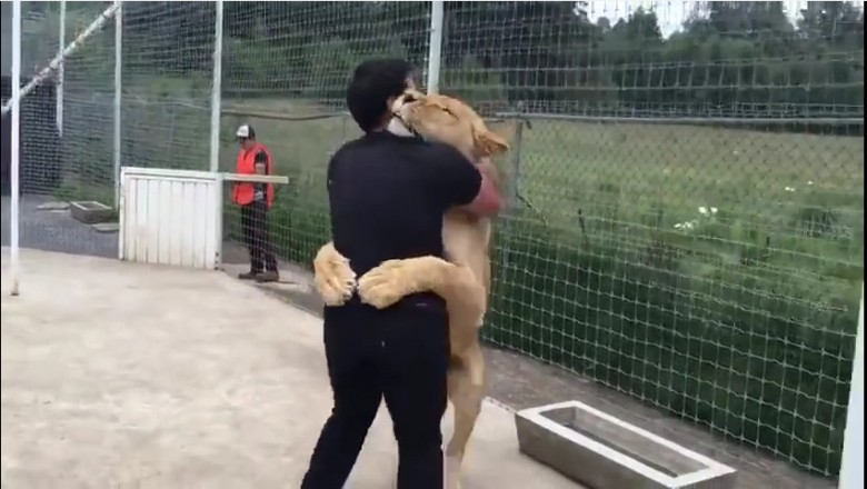 Gdy skoczyła mu na szyje to aż krzyknęłam! Niesamowita reakcja lwicy na opiekuna, który ją adoptował!