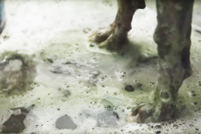 Gdy zmywali olej z jego futra to trząsł się ze strachu! Widząc jak wyglądał naprawdę nie mogłam uwierzyć! 